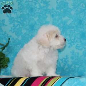 Jeff, Maltipoo Puppy